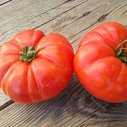 solanum lycopersicum marmande